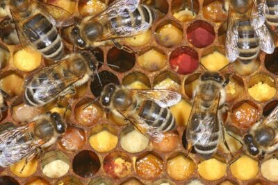 La miel de abeja: un tesoro dulce de la naturaleza